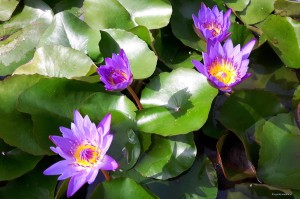 Nymphaea „Tina” - lilia wodna, grzybień