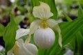 Cypripedium „Sabine Pastel”