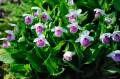 Cypripedium reginae w ogrodzie