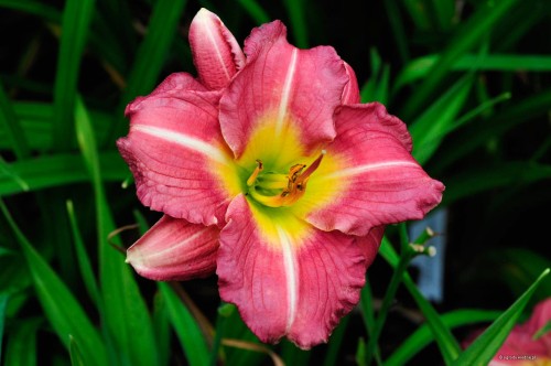 Hemerocallis „Matrousjka”