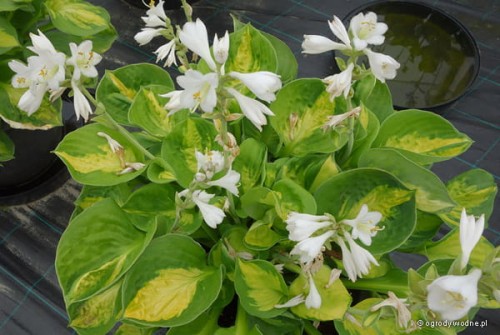 Hosta „Sunset Grooves”