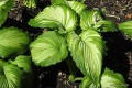Hosta „War Paint” w ogrodzie