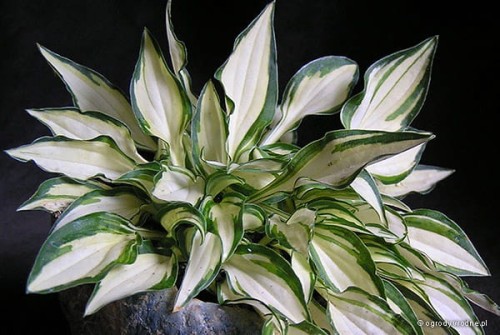 Hosta „Teeney-Weeney Bikini”