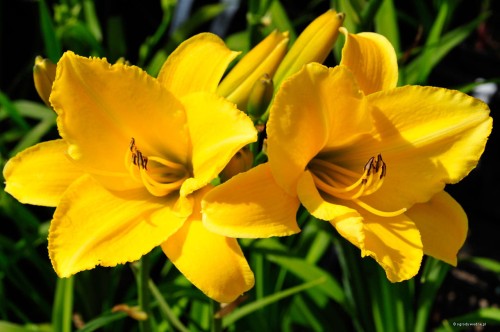 Hemerocallis YELLOW