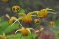 Epimedium „Amber Queen” - kwiat