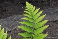 Dryopteris goldiana