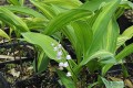 Convallaria majalis „Rosea Variegata”