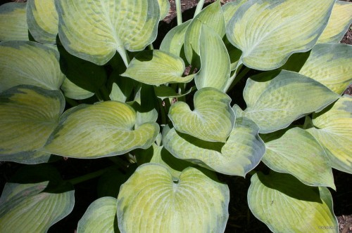 Hosta „Punky”