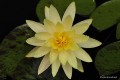 Lilia wodna „Yellow Queen”