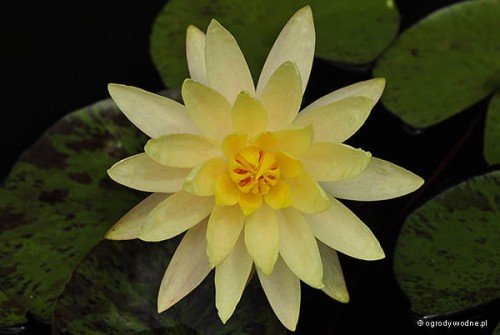 Lilia wodna „Yellow Queen”