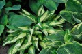 Hosta "Moonstruck"
