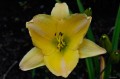 Hemerocallis „Lech Wałęsa”