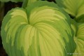 Hosta „War Paint”