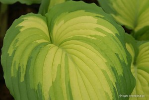 Hosta „War Paint” - funkia