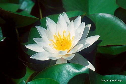 Nymphaea „Marliacea Albida”