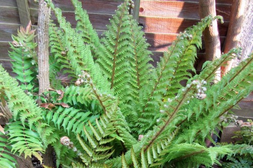 Polystichum setiferum "Dahlem" fot. flickr użytkownik Leonora (Ellie) Enking, licencja CC