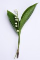 Convallaria majalis „Ośno”