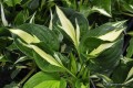 Hosta „Woop Woop”