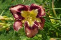 Hemerocallis "Spacecoast Behavior Pattern"