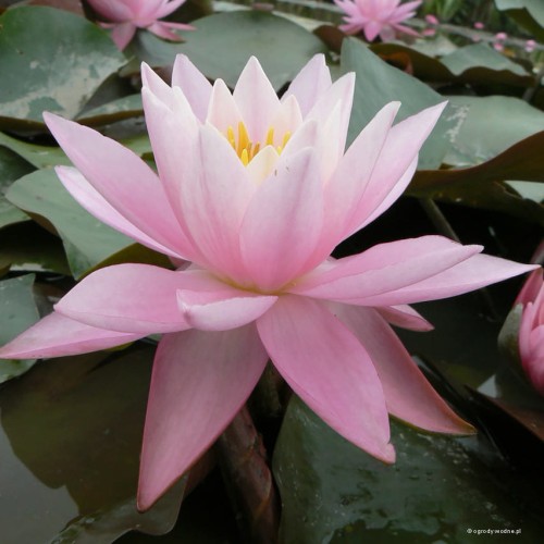 Nymphaea "Helena"