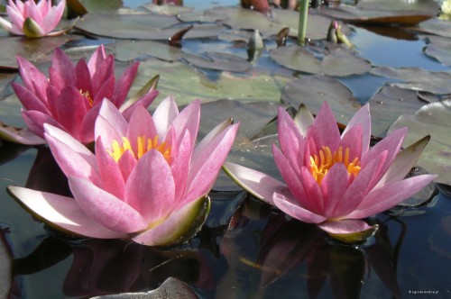 Nymphaea "Joanne Pring"