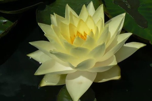 Nymphaea "Yellow James"