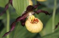 Cypripedium "Emil"