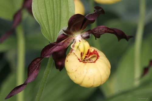 Cypripedium "Emil"