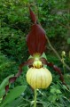 Cypripedium "Emil"