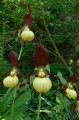 Cypripedium "Emil"