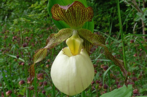 cypripedium_gabriela.jpg
