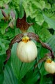Cypripedium "Inge"