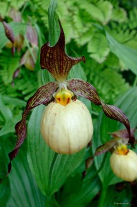 Cypripedium „Inge” - obuwik