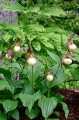 Cypripedium "Inge"