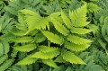 Dryopteris goldiana