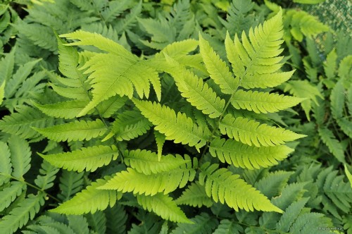 Dryopteris goldiana
