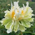Paeonia "Green Lotus"