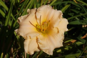 Hemerocallis „Magic Lace” - liliowiec