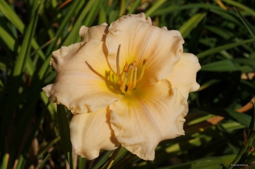 Hemerocallis "Magic Lace"