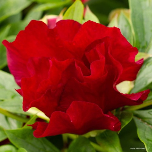 Paeonia "Itoh Scarlet Heaven"