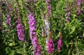 Lythrum salicaria "Happy Lights"