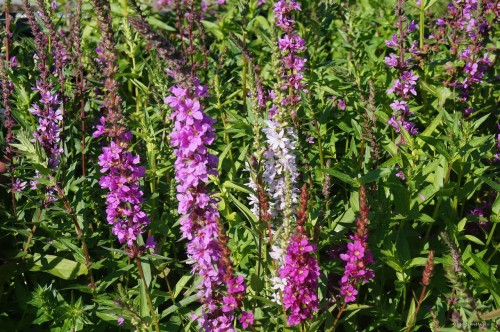 Lythrum salicaria "Happy Lights"