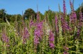 Lythrum salicaria "Happy Lights"