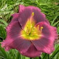 Hemerocallis "Midnight Dynamite"