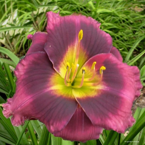 Hemerocallis "Midnight Dynamite"