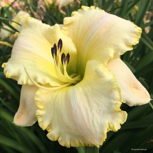Hemerocallis "Spacecoast White Out"