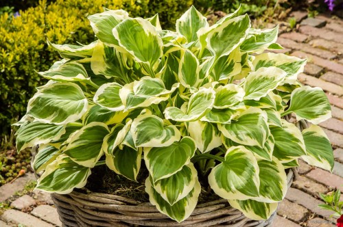 Hosta "Diamond Tiara"