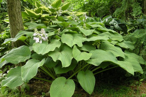 hosta_kingsize.jpg