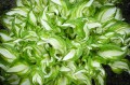 Hosta "Kiwi Spearmint"