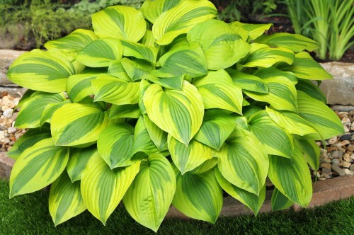 Hosta "Velvet Moon"